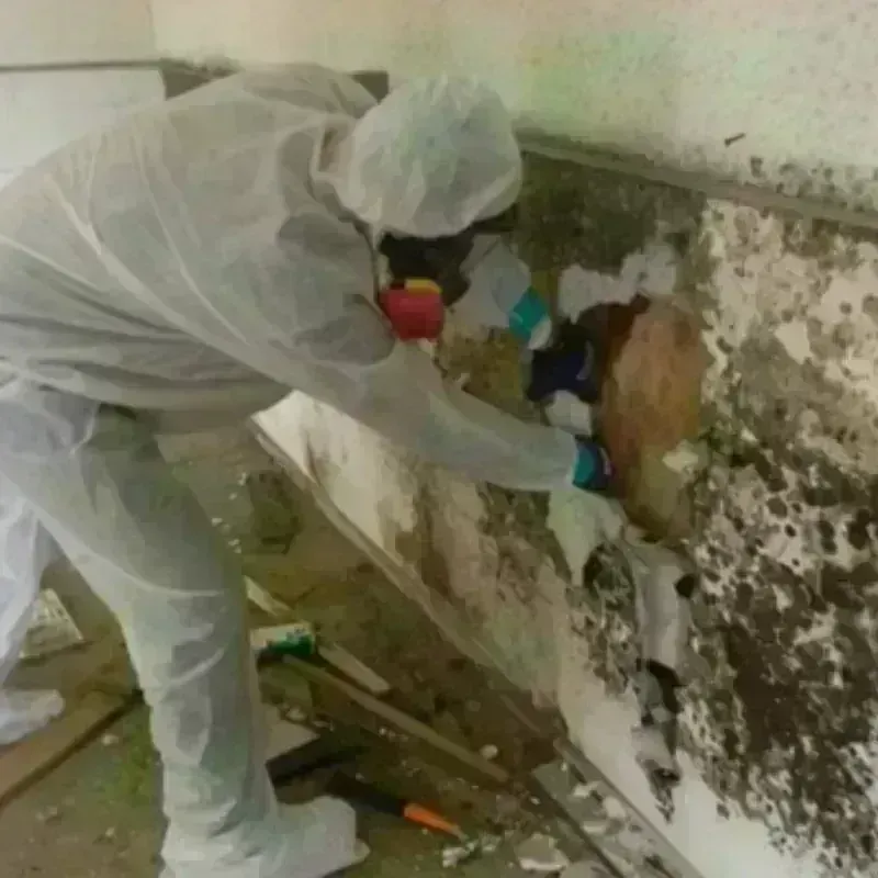 Mold Remediation and Removal in Sheffield, MA